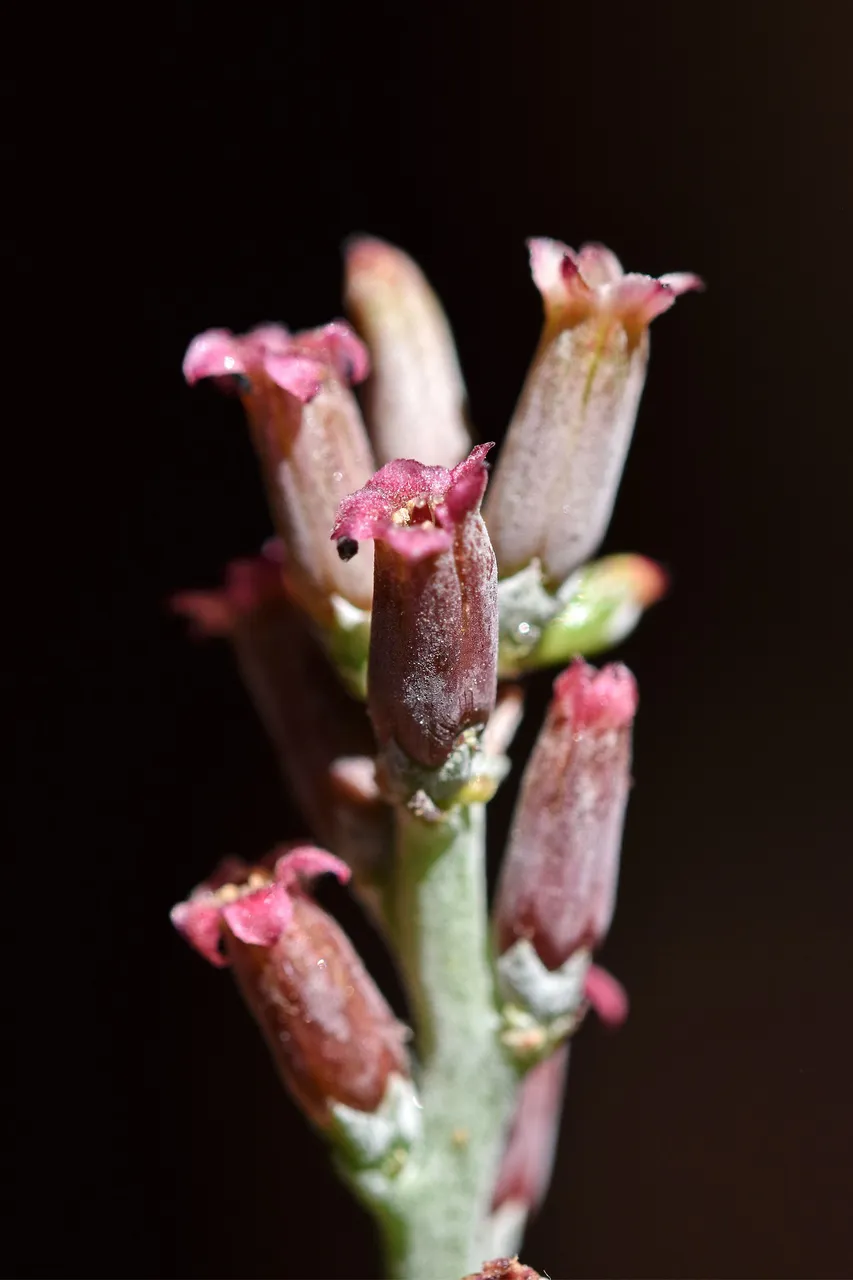 Adromischus cooperi flower 2022 6.jpg