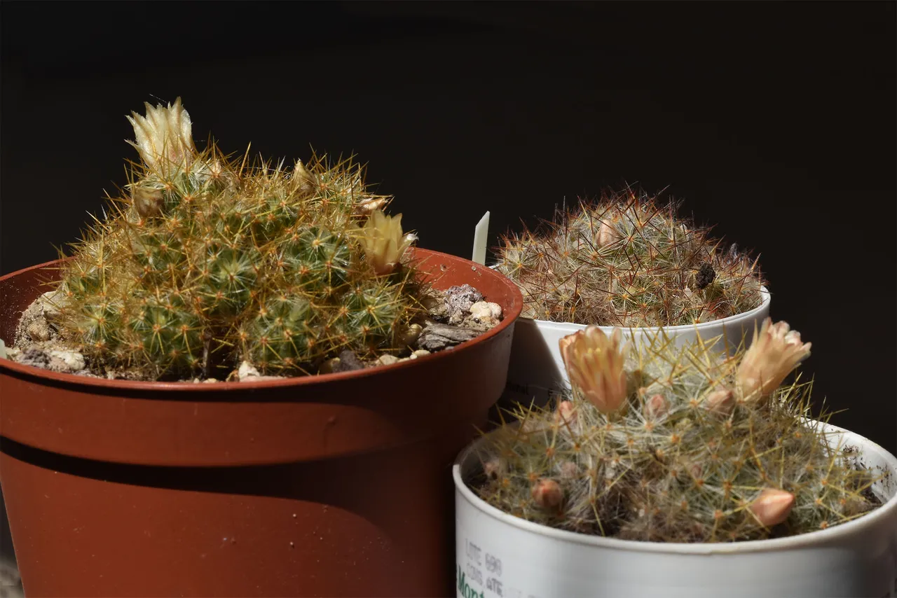 Mammillaria prolifera trio.jpg