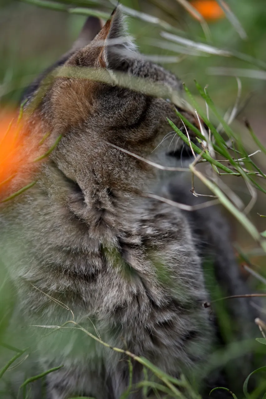 Tabby garden 15.jpg