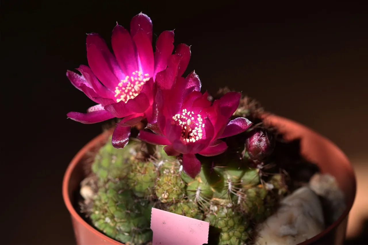 Sulcorebutia frankiana flowers 2021 3.jpg