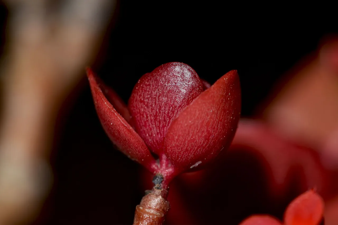 kalanchoe blossfeldiana 2023 3.jpg