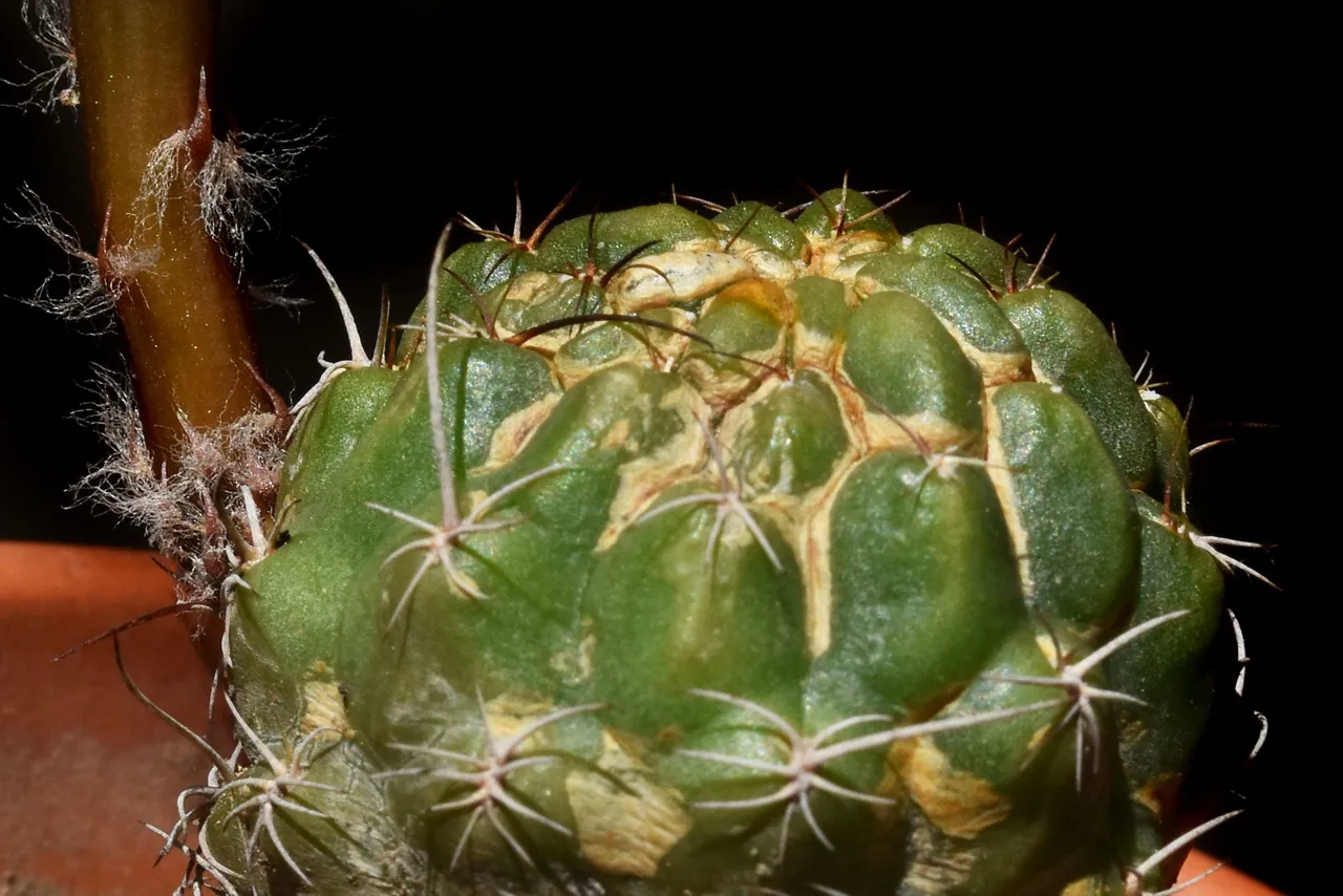 Lobivia Wrightiana flower 2021 2.jpg