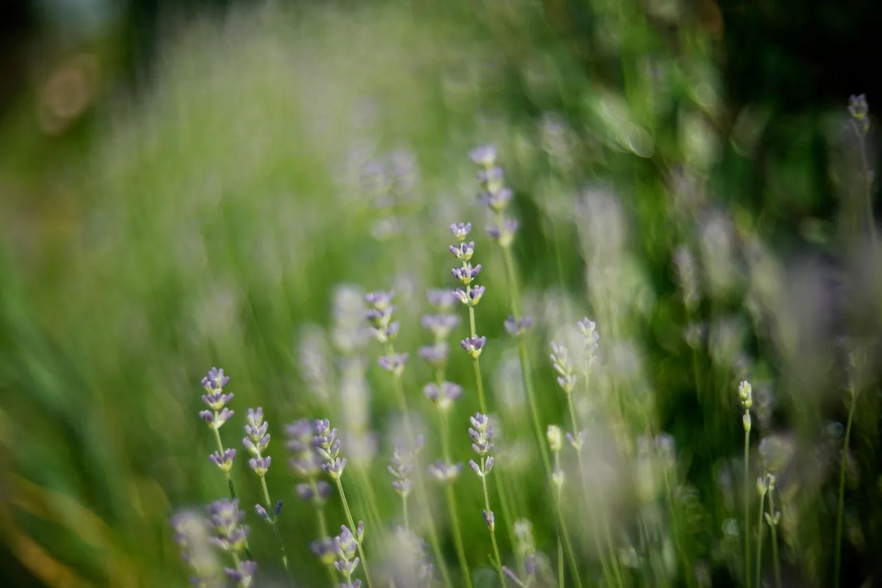 Lavender bokeh biotar.jpg