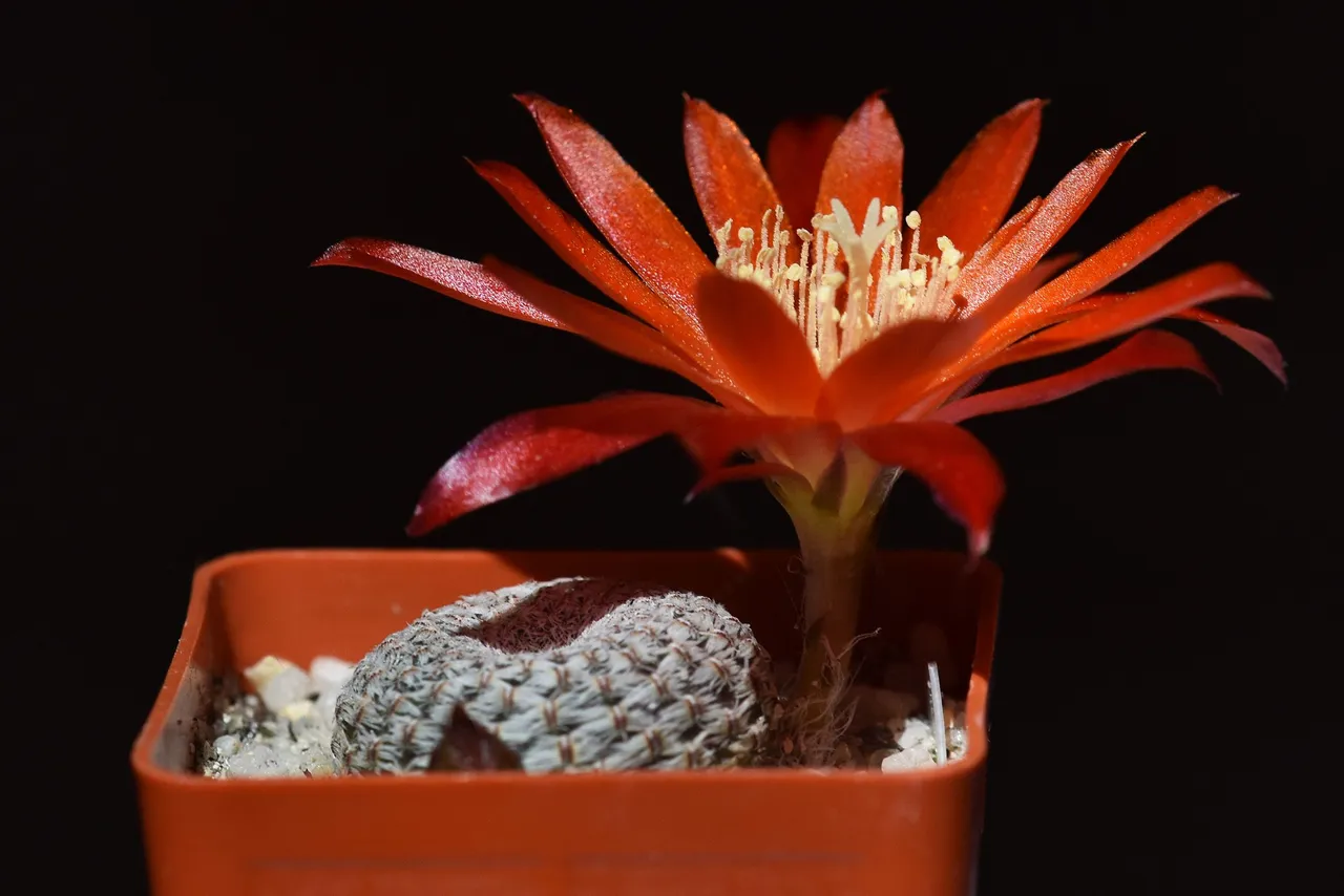 Aylostera heliosa var. condorensis flower 2021 7.jpg