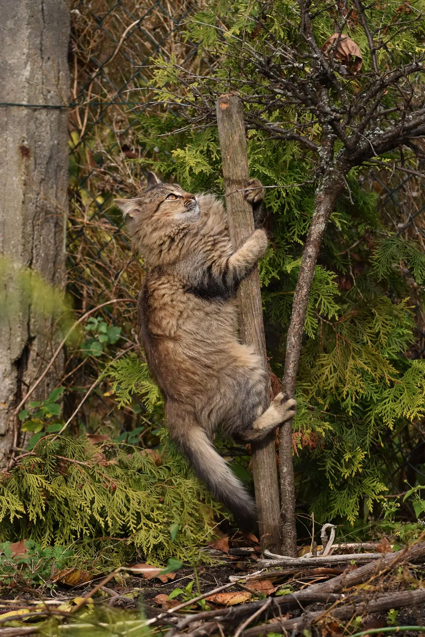 kitty pole 3.jpg