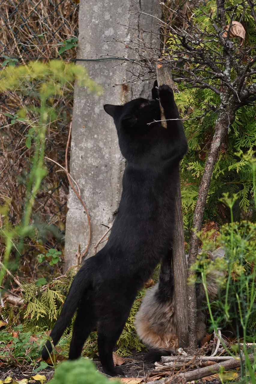 kitty pole 6.jpg