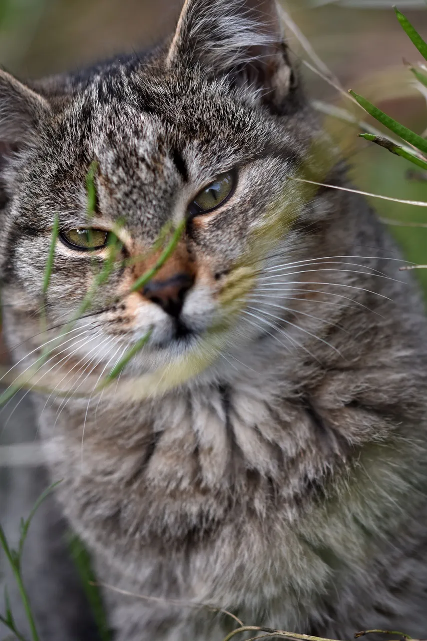 Tabby garden 10.jpg