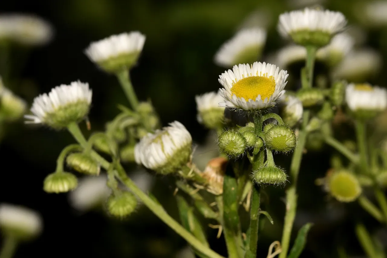 white wildflower night photo 2.jpg