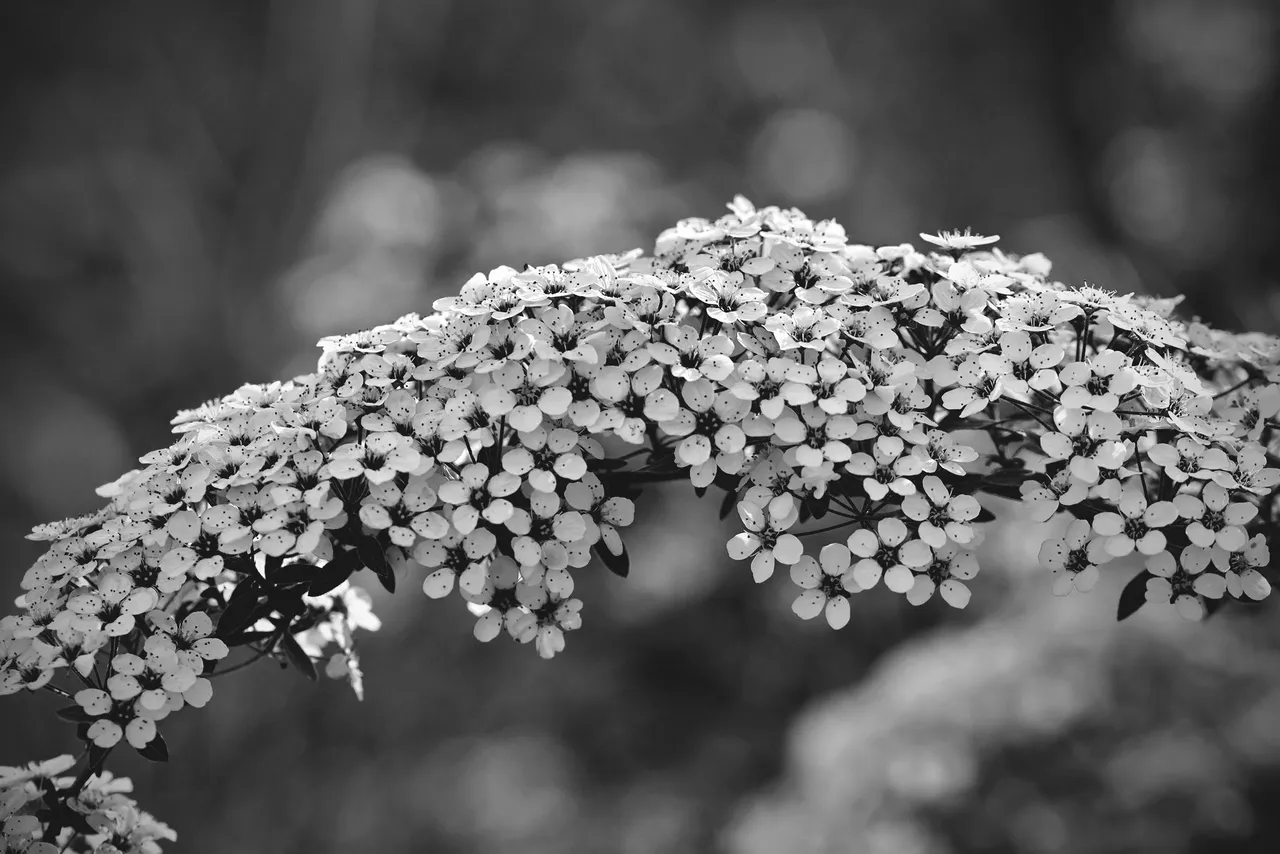 Tawuła Garland spiraea bw 3.jpg