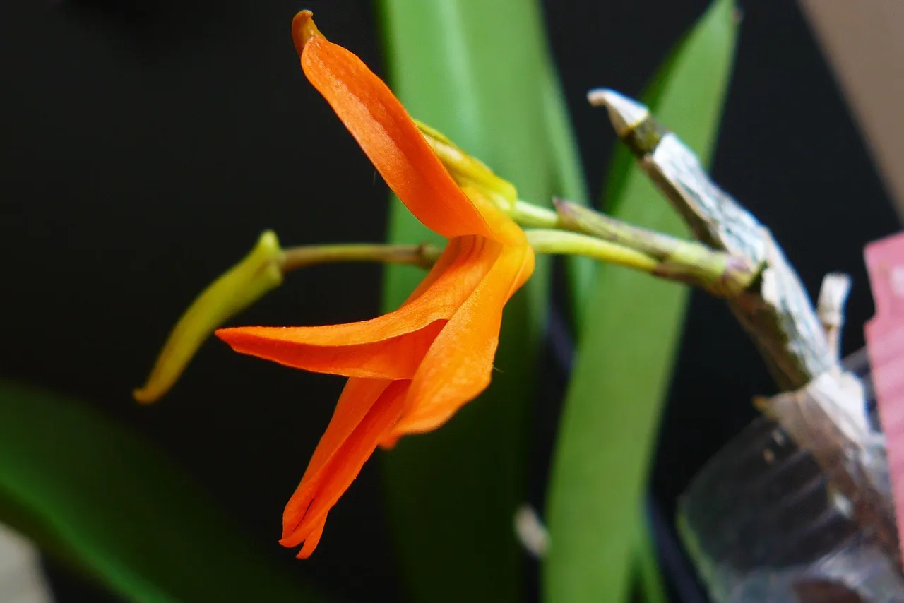 dendrobium dicksonii flower 1.jpg