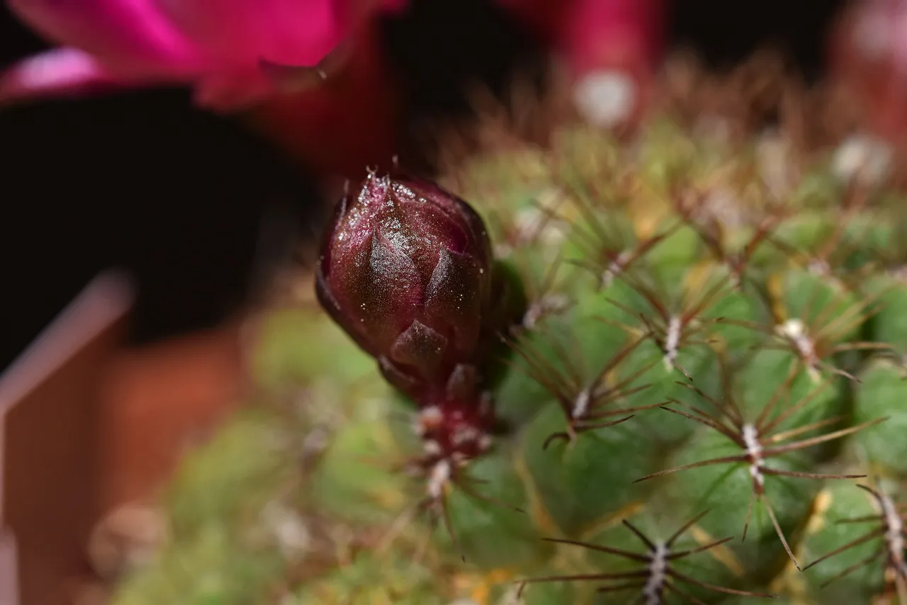 Sulcorebutia frankiana flowers 2021 5.jpg