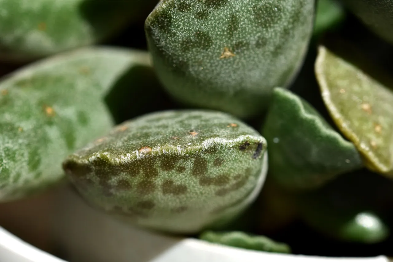 Adromischus cooperi flower 2022 5.jpg