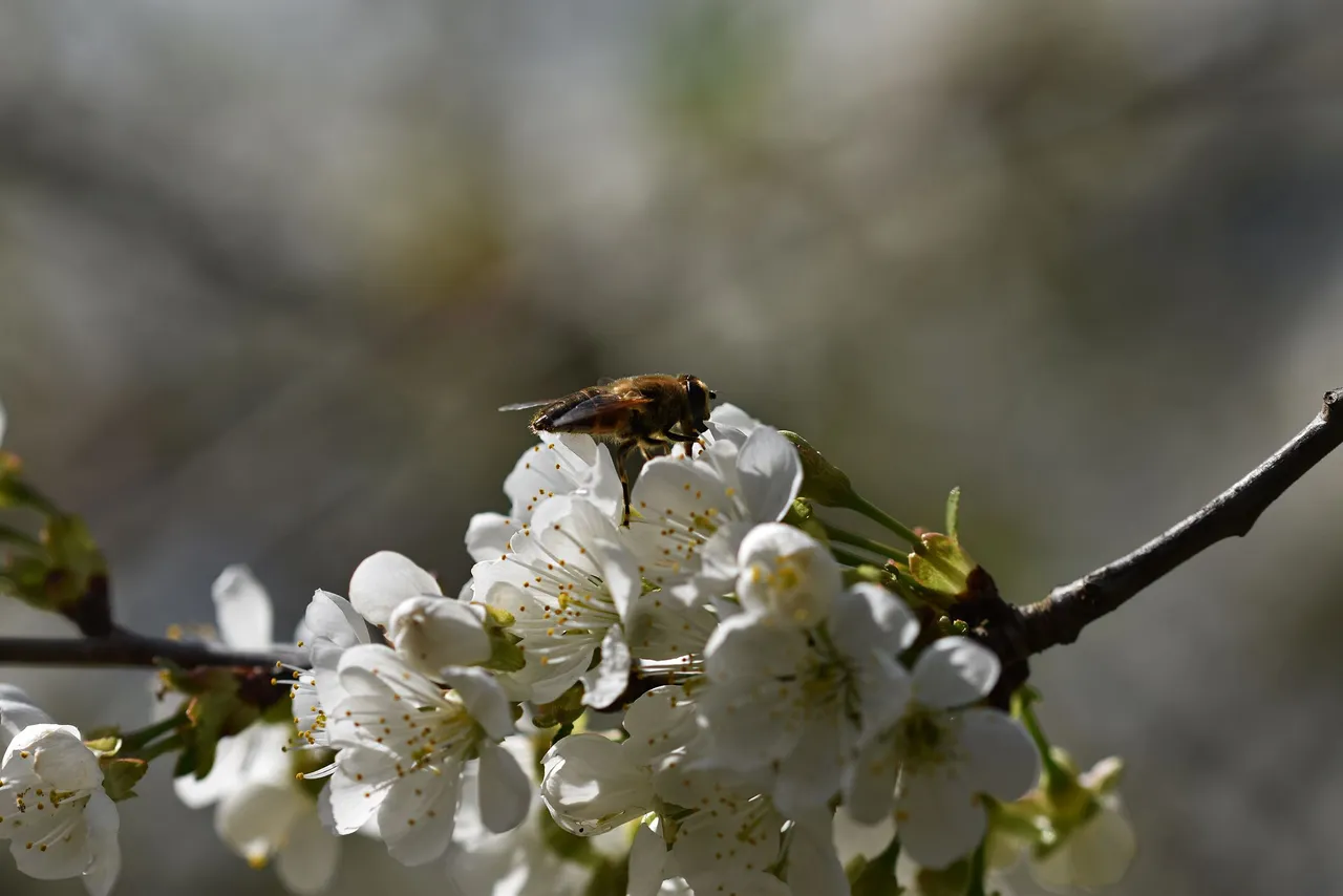 cherry blossoms pl 3.jpg