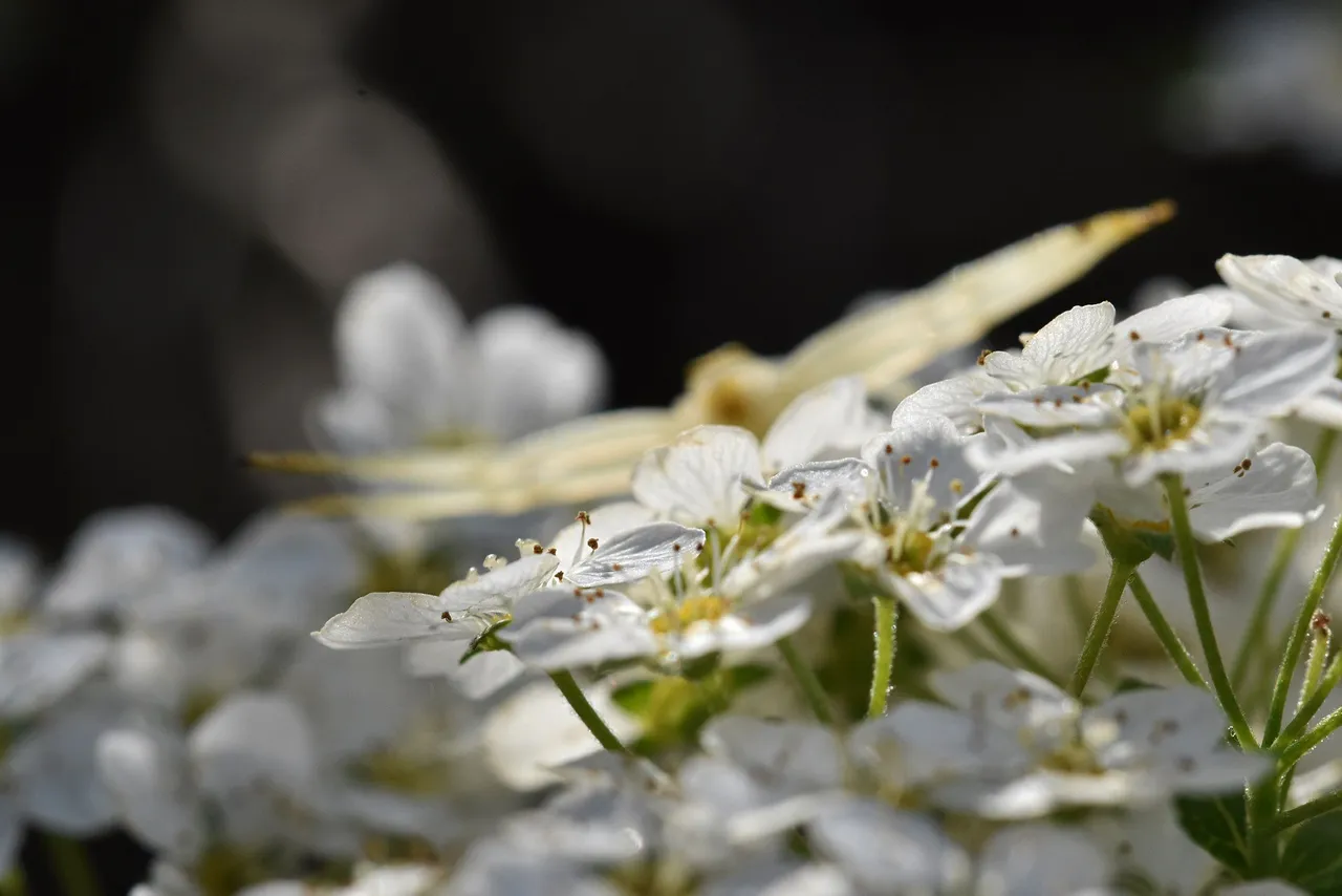 Misumena vatia crab spider flower 4.jpg