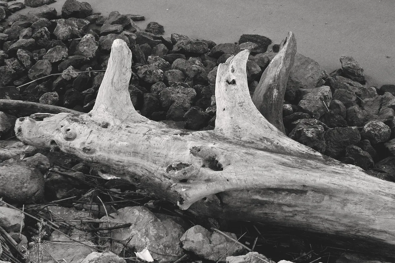 seixal beach driftwood bw.jpg