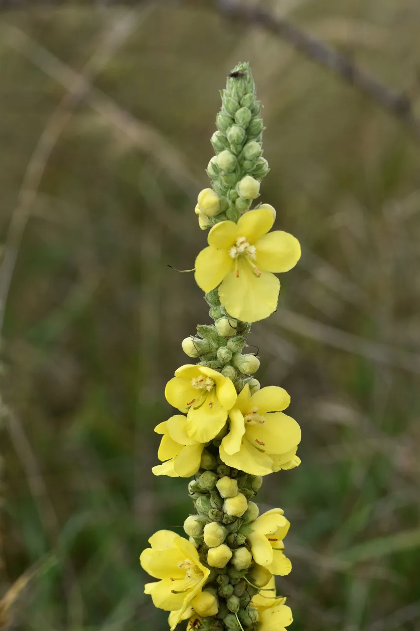 Verbascum wildflower pl 2.jpg