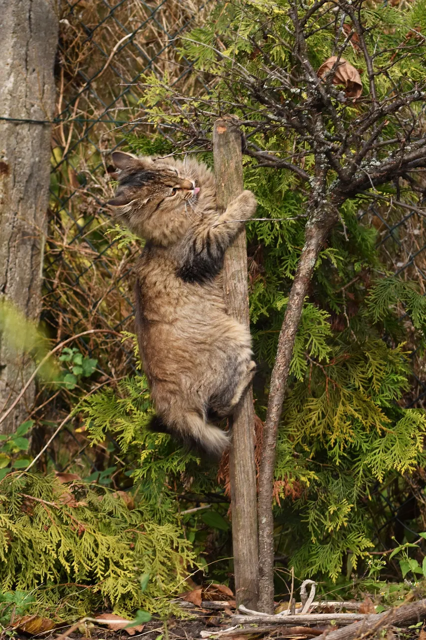 kitty pole 2.jpg