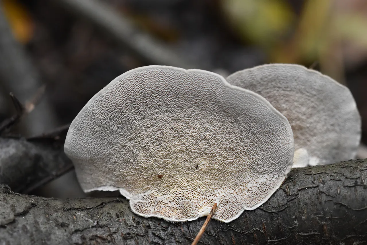 white mushroom stick 9.jpg