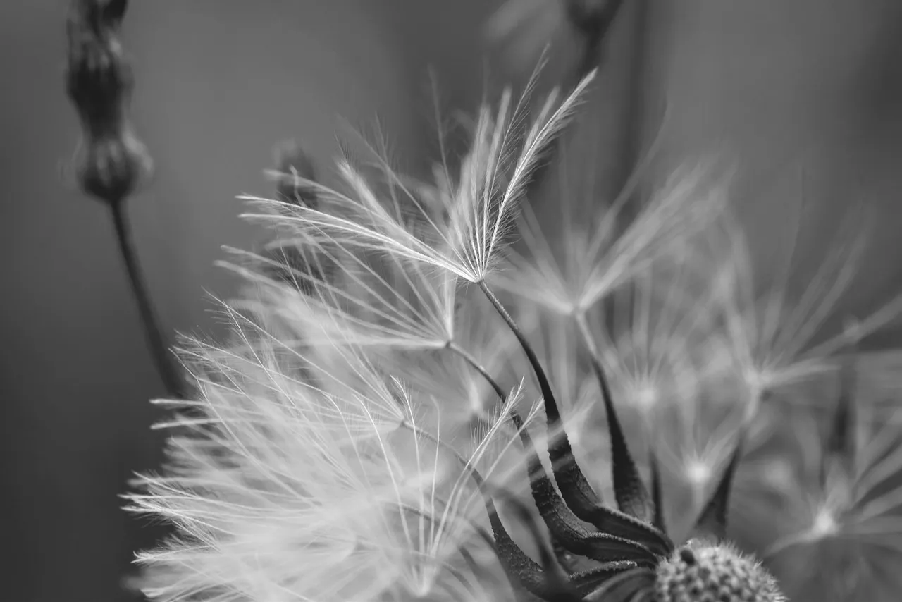 dandelion fluffy seeds macro bw 5.jpg