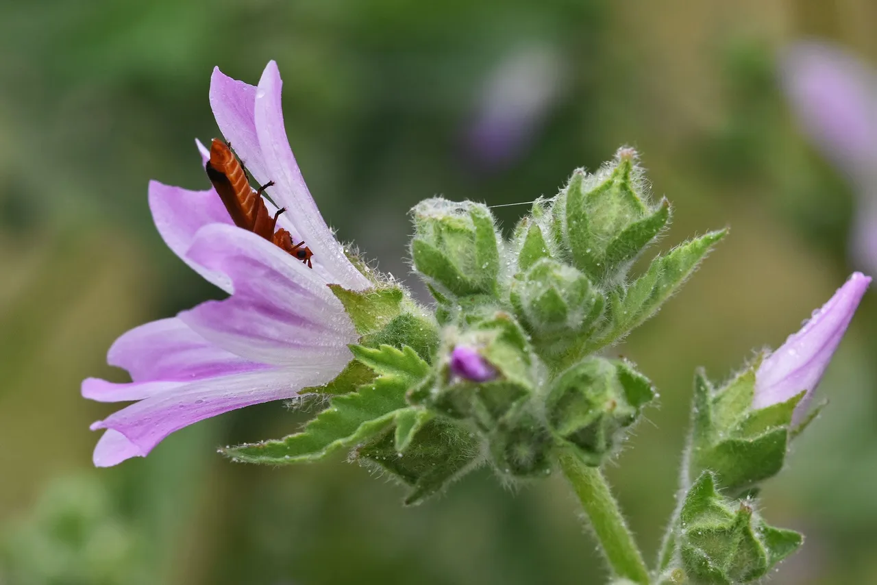 malva sylvestris Rhagonycha fulva beetle 5.jpg