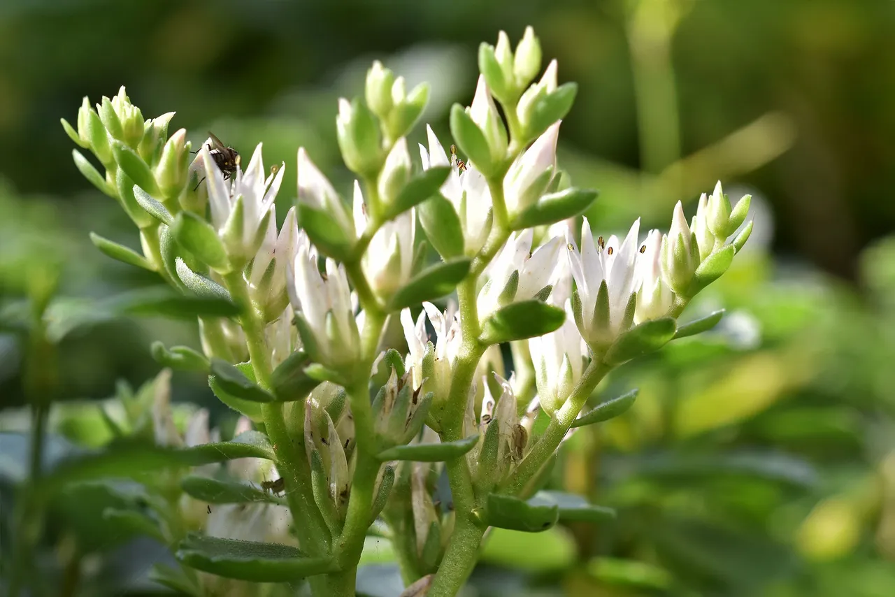 sedum spurium garden 4.jpg