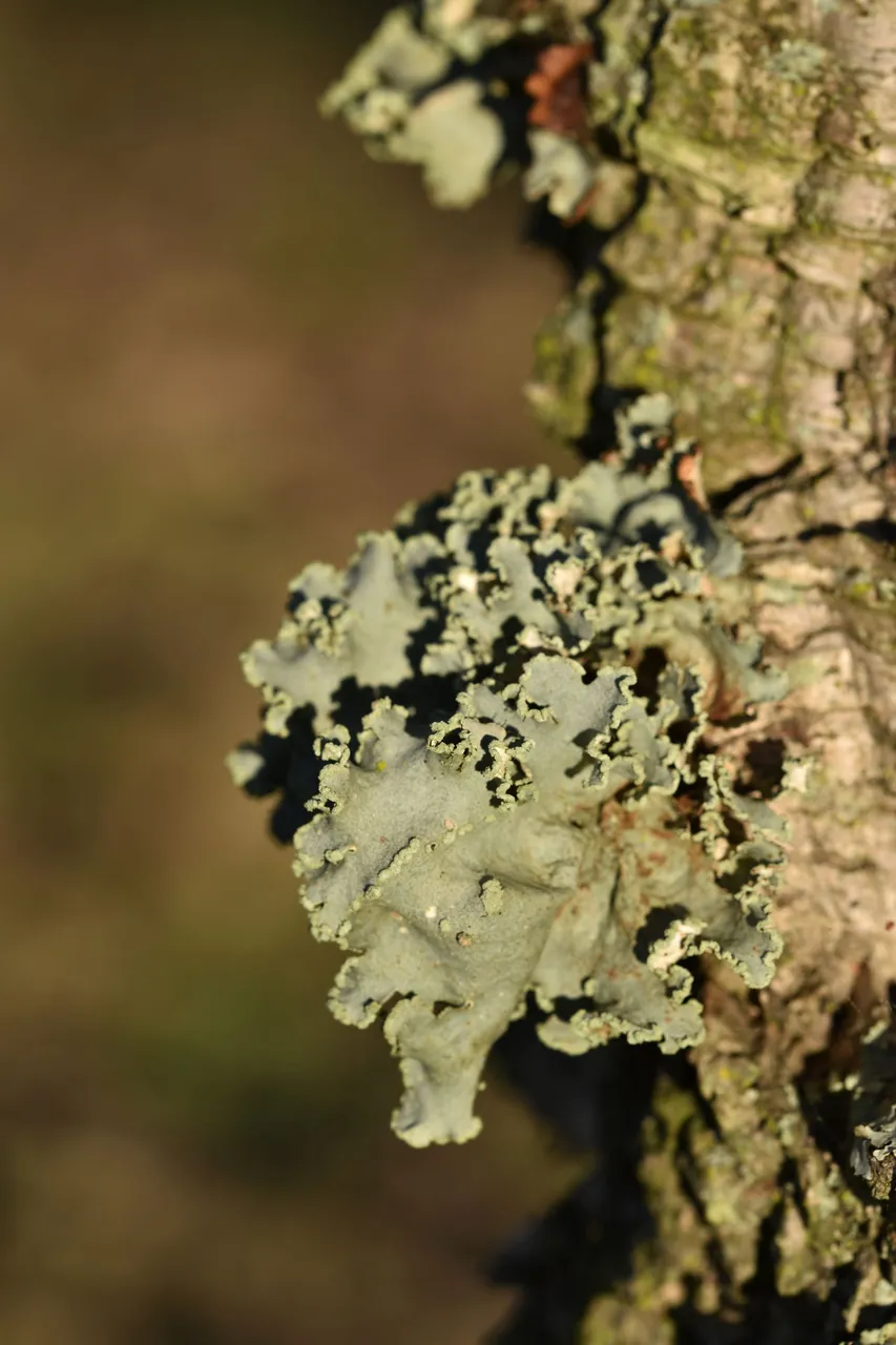 lichen cork 1.jpg