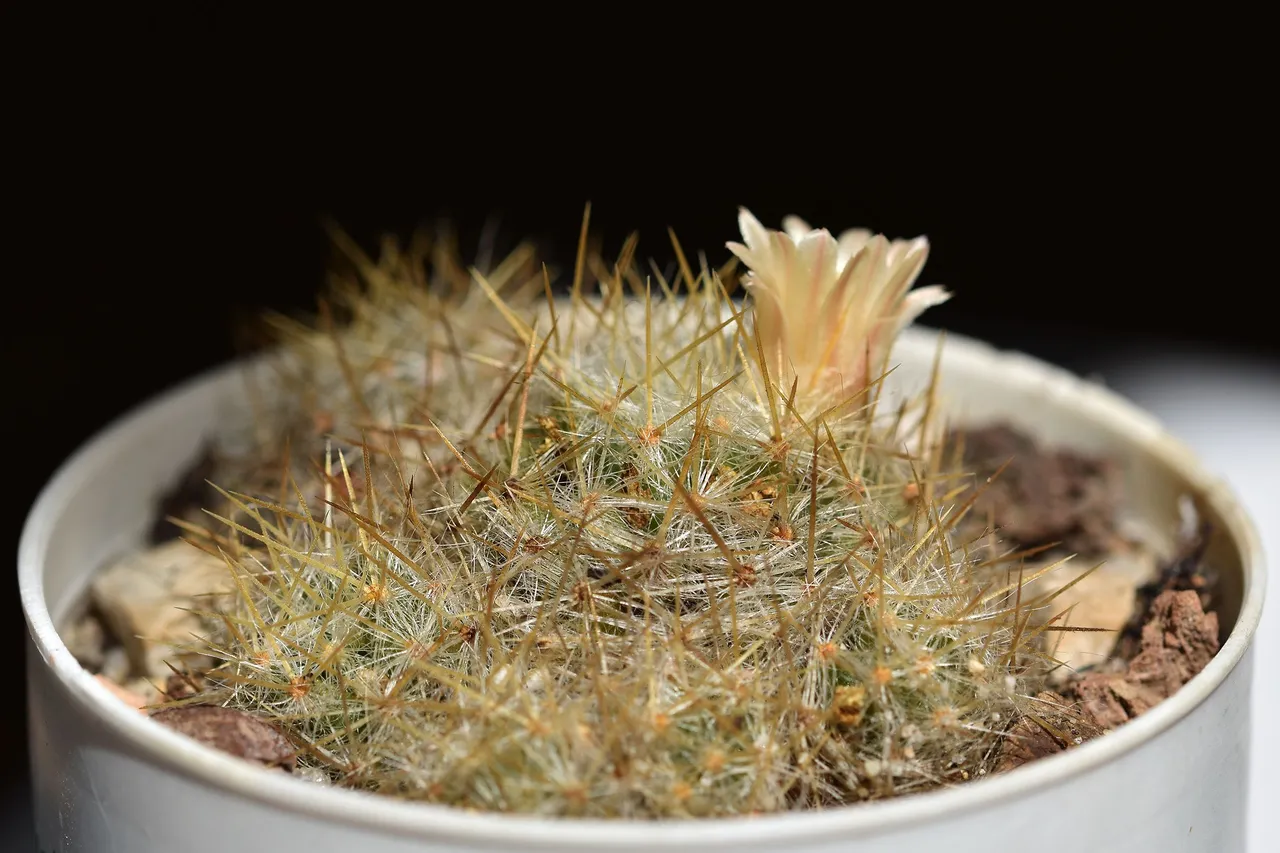 Mammillaria prolifera 2022 3.jpg