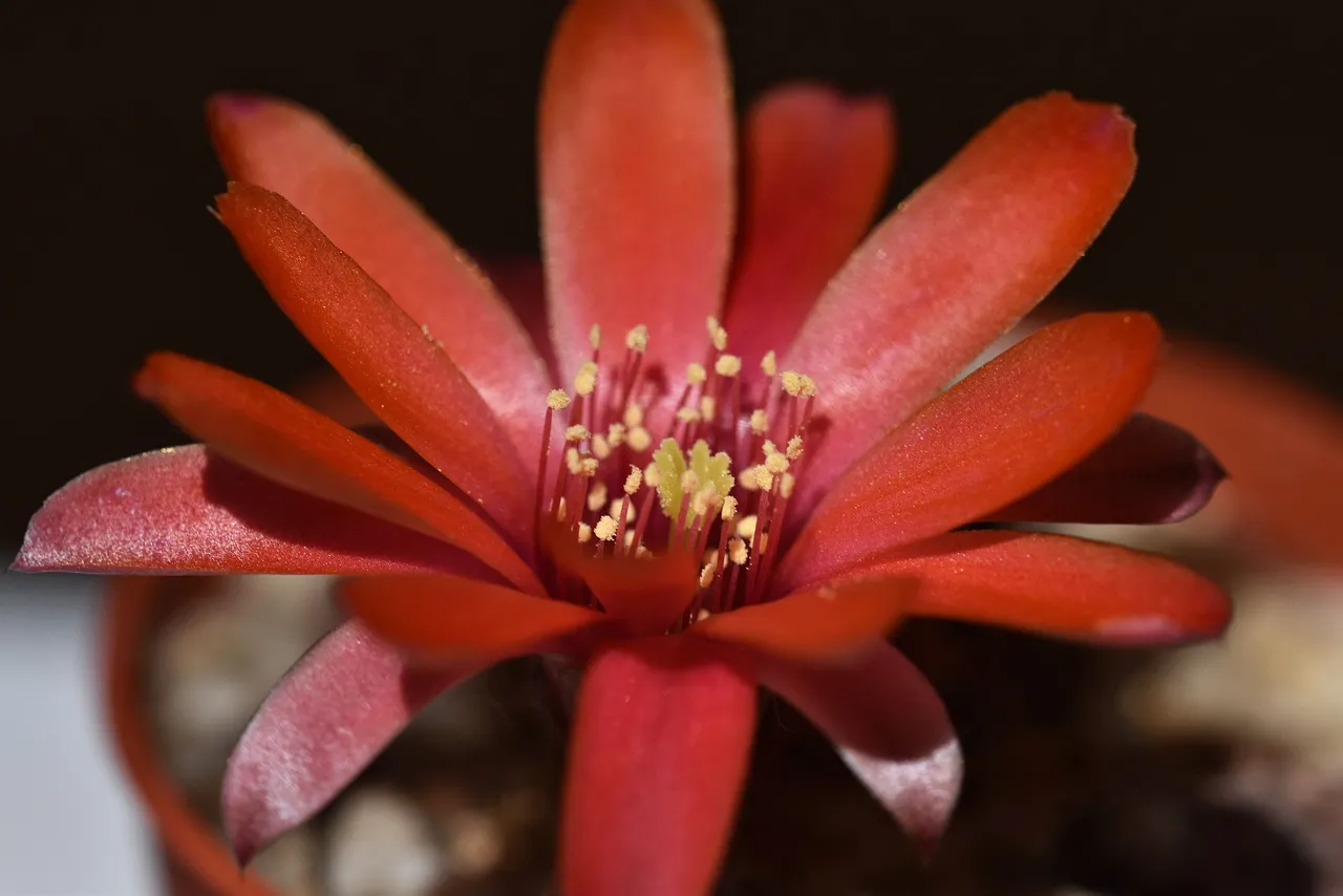 Mediolobivia atrovirens var. ritteri 2021 6.jpg