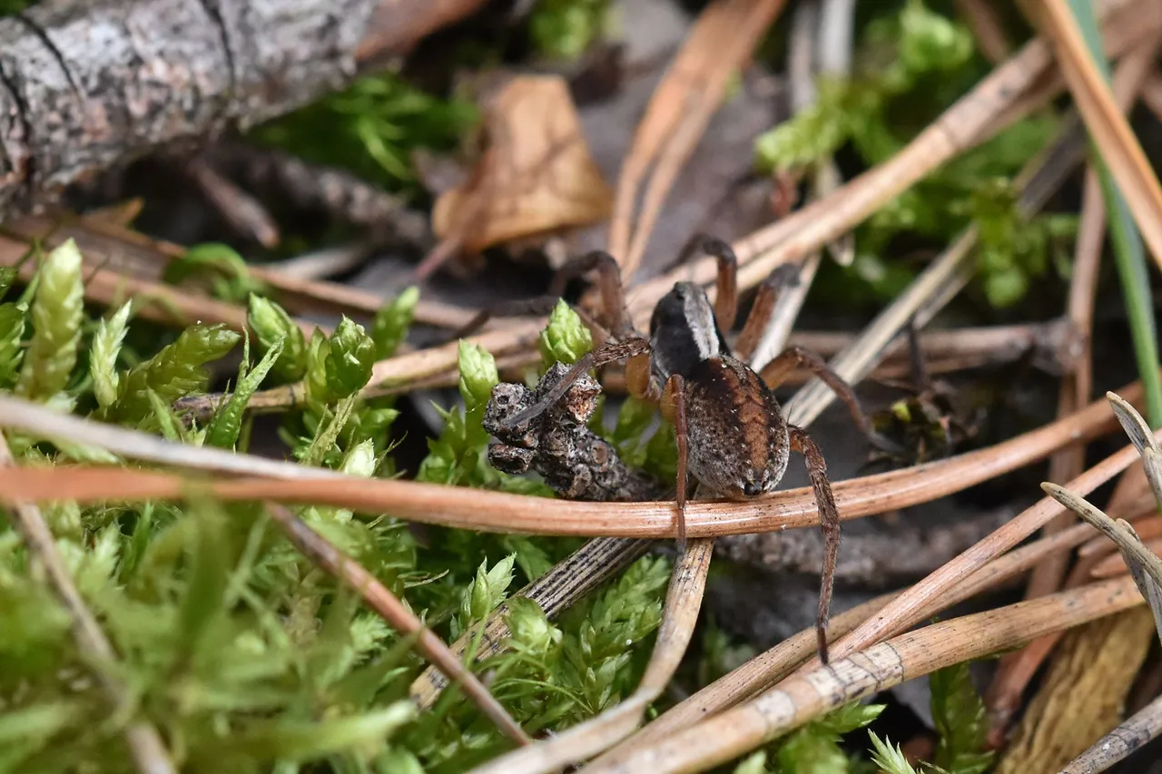 wolf spider woods pl 2.jpg