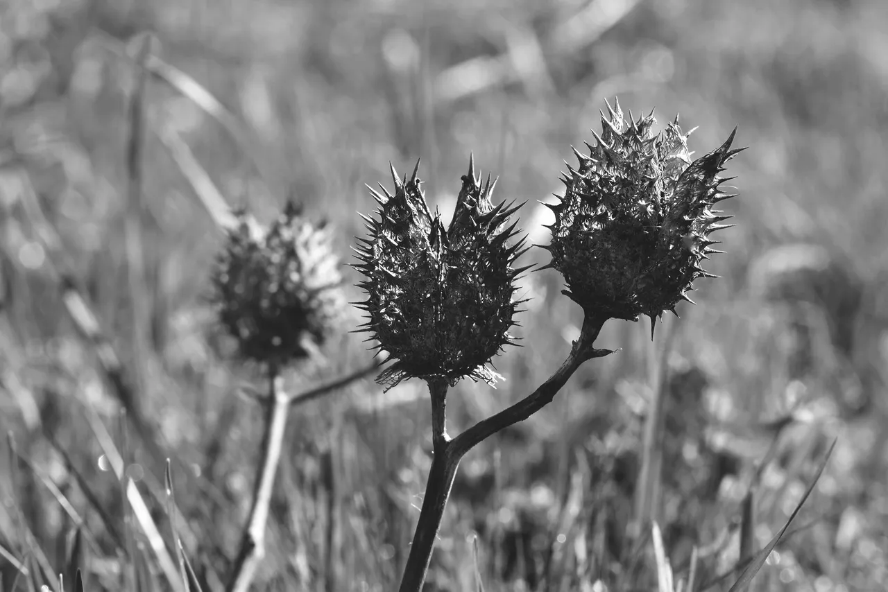 Datura stramonium drystuff bw 1.jpg