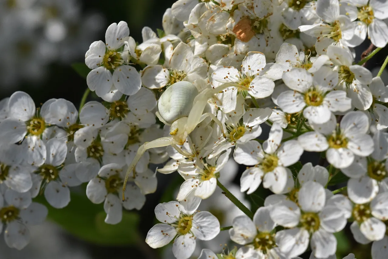 Misumena vatia crab spider flower 2.jpg