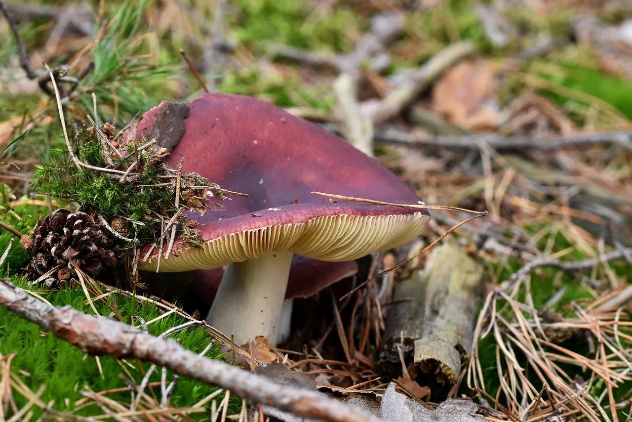 Russula purple mushrom pl 10.jpg