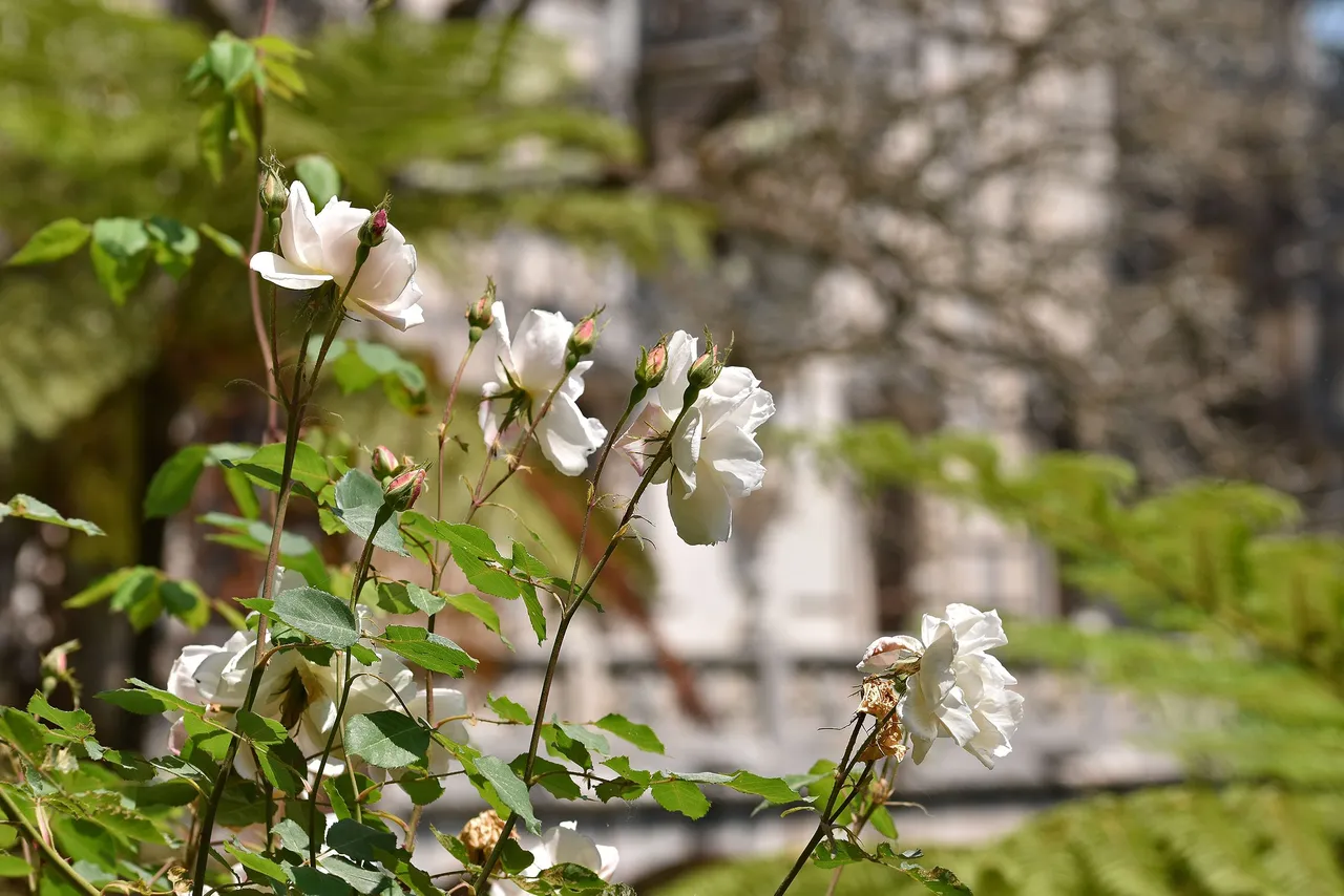 Quinta da Regaleira flowers 4.jpg