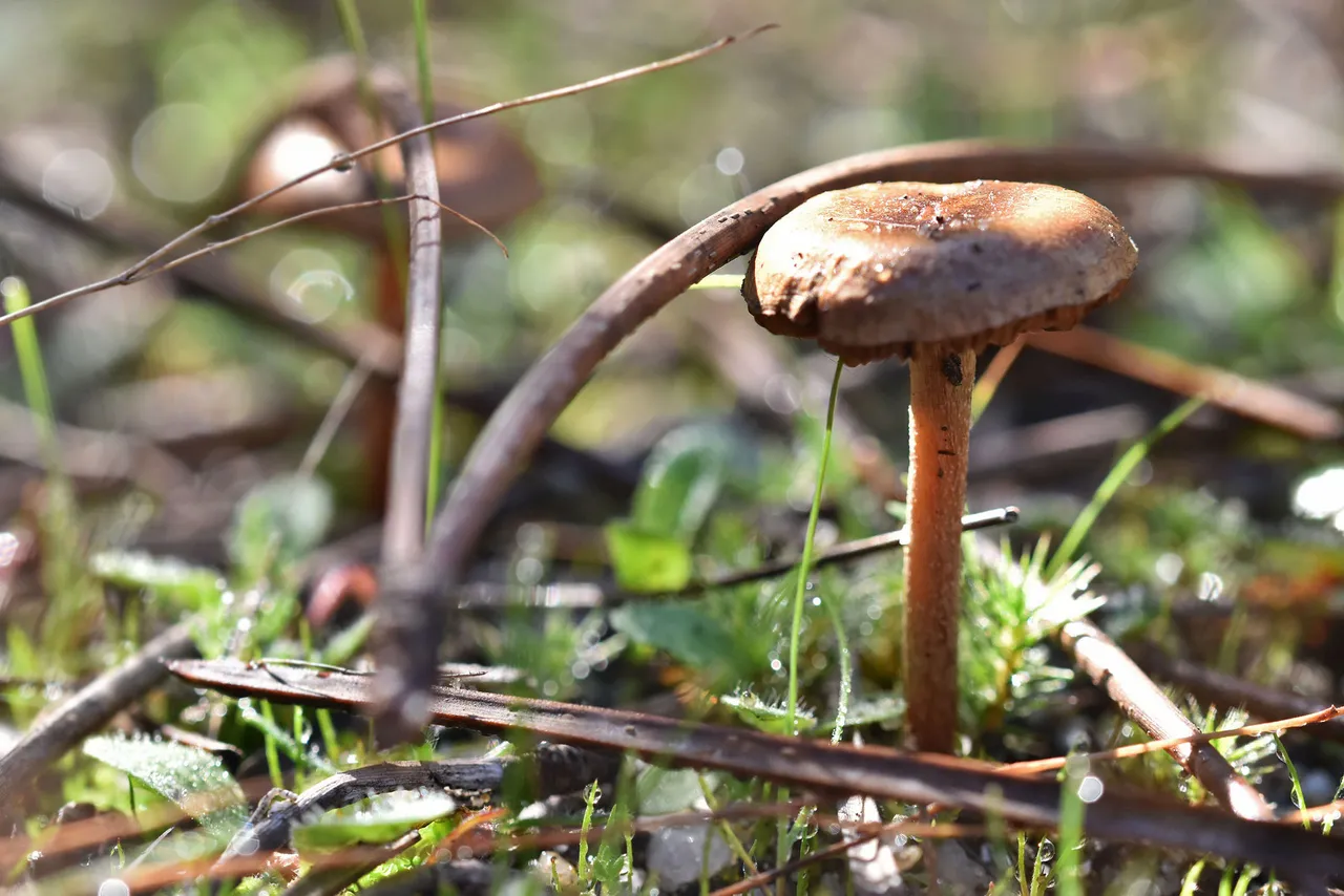 small mushrooms park 3.jpg