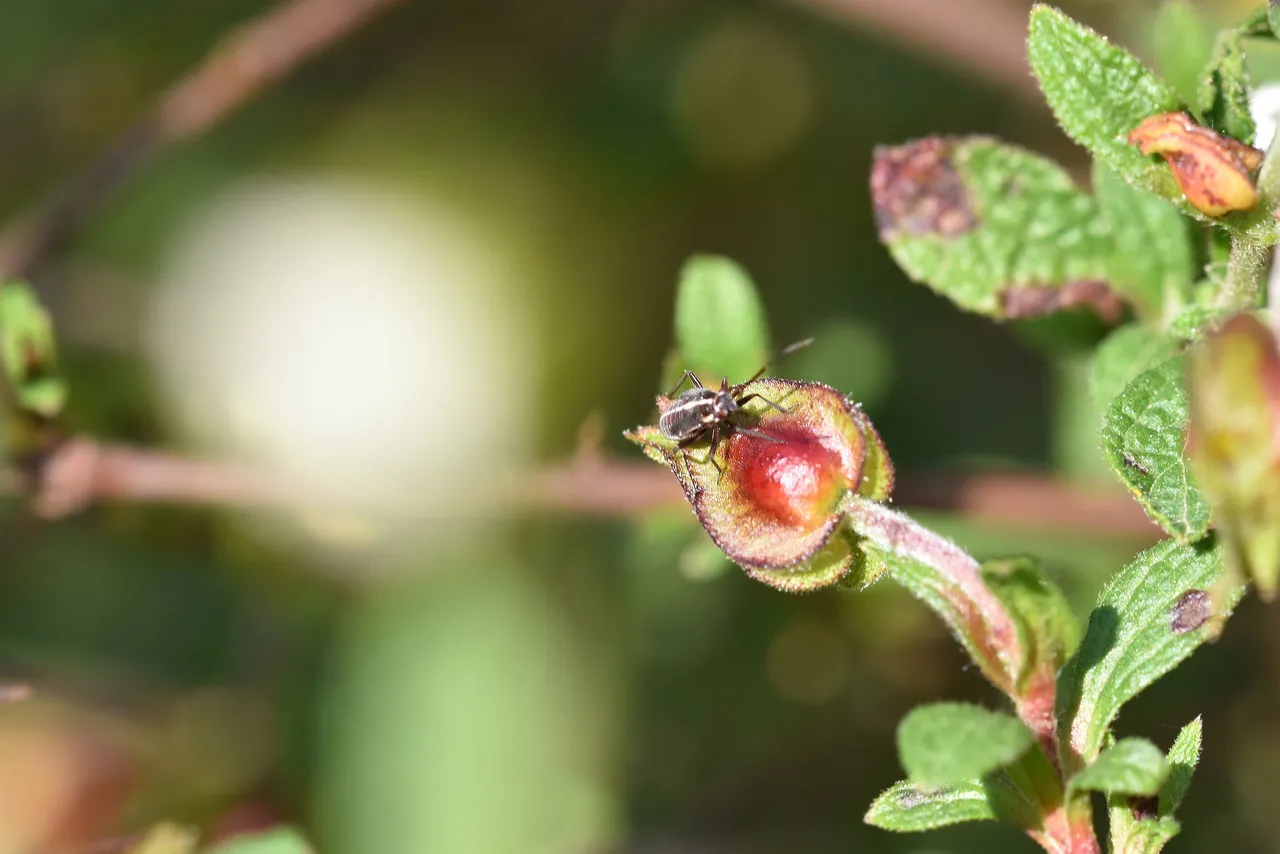 insects cistus 6.jpg