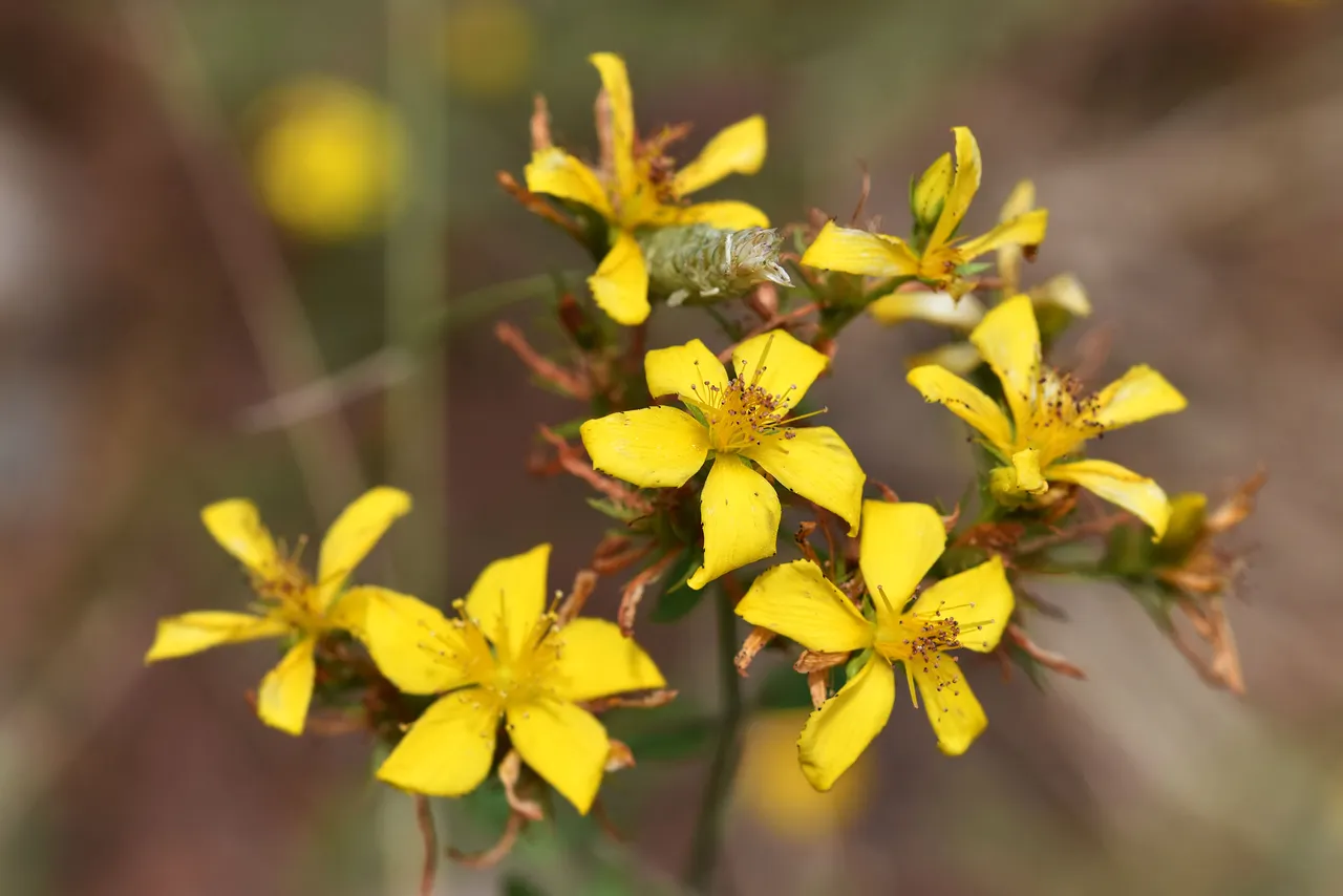 Hypericum perforatum yellow wildflower 3.jpg