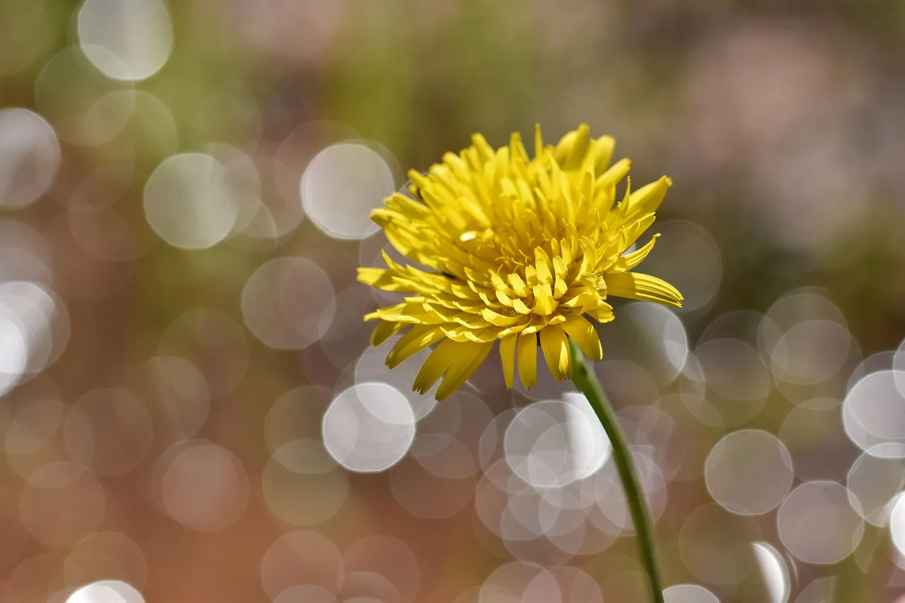 dandelion flower big bokeh.jpg