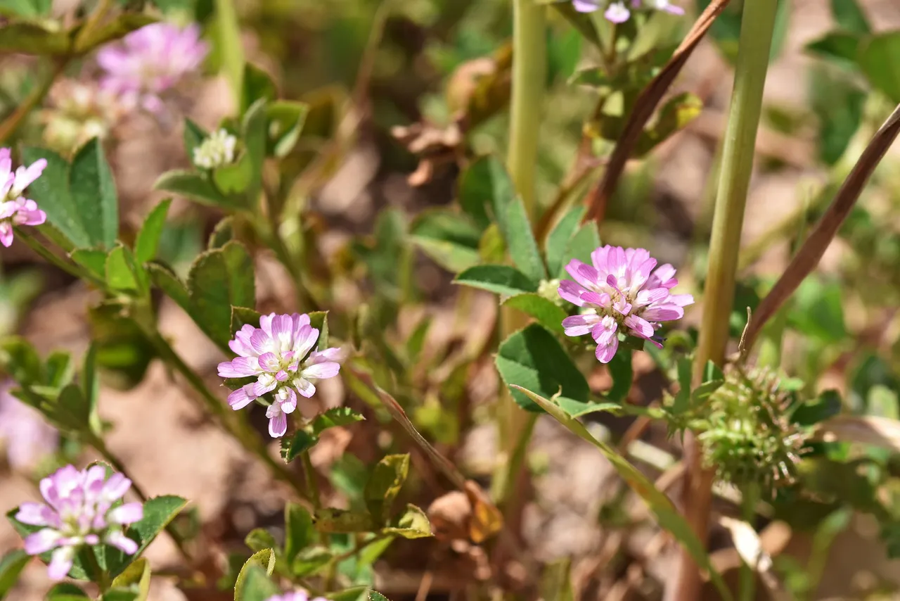 Trifolium tomentosum clover 3.jpg