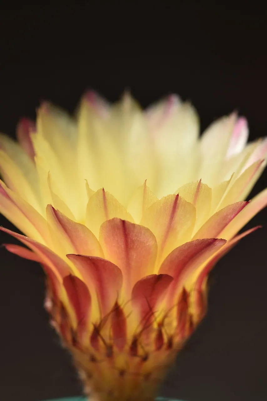 Notocactus Rubrigemmatus flower 2021 6.jpg