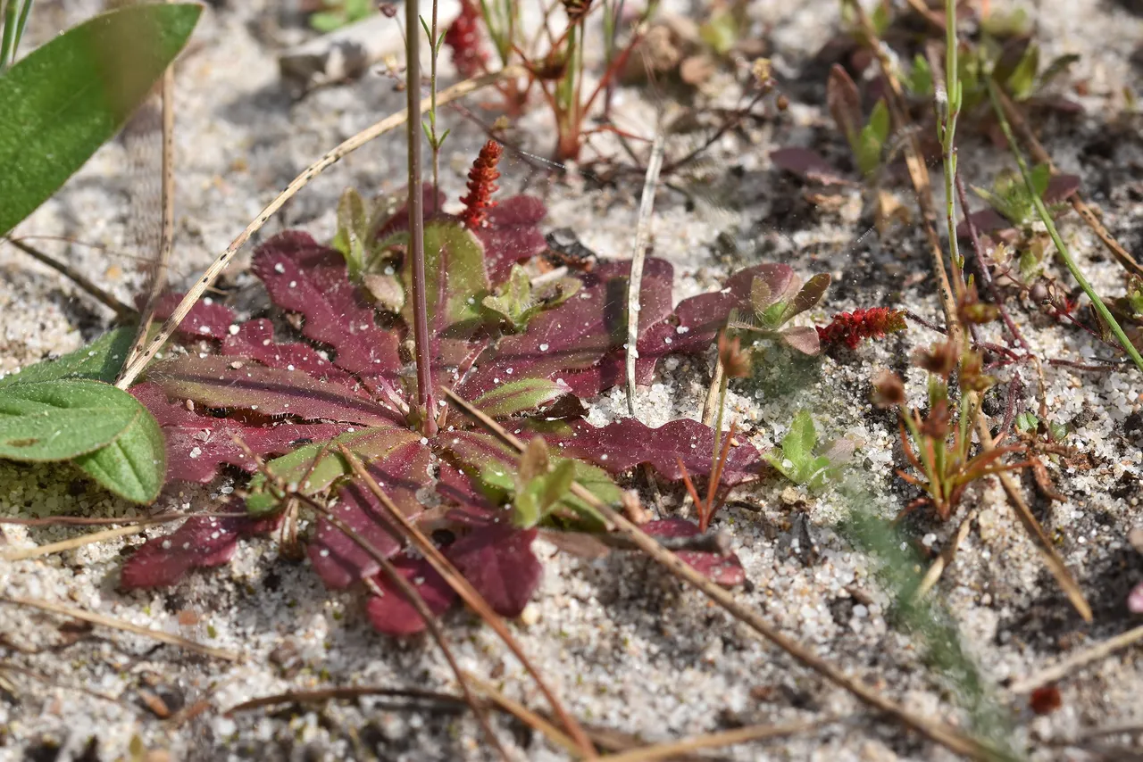 Hypochaeris glabra 4.jpg