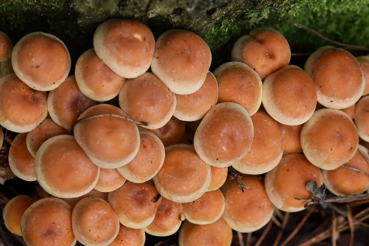 Sulphur Tuft small mushrooms pl 4.jpg