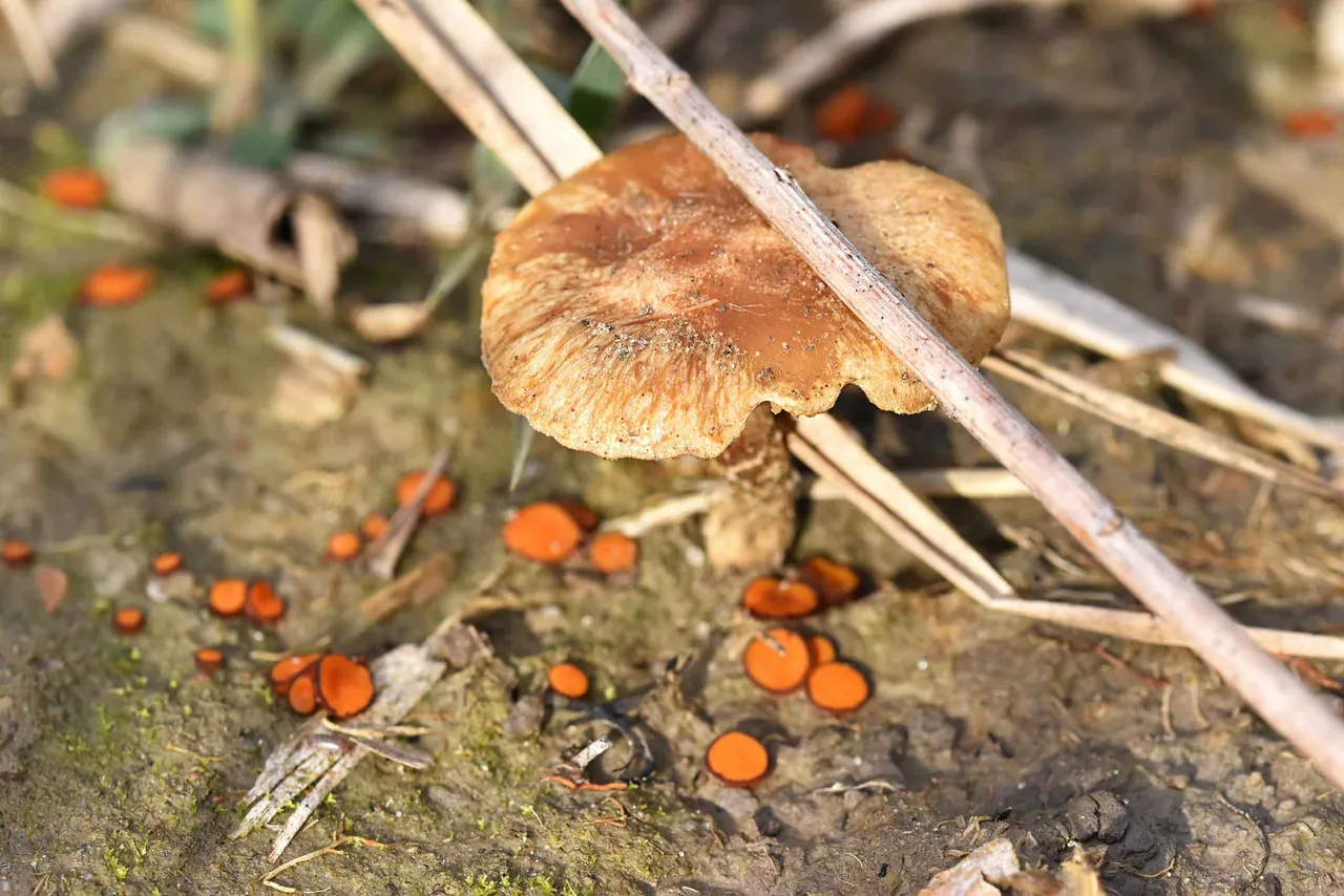 Scutellinia orange mushroom  2.jpg