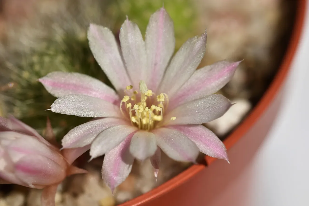 Rebutia Albiflora flower 2021 9.jpg