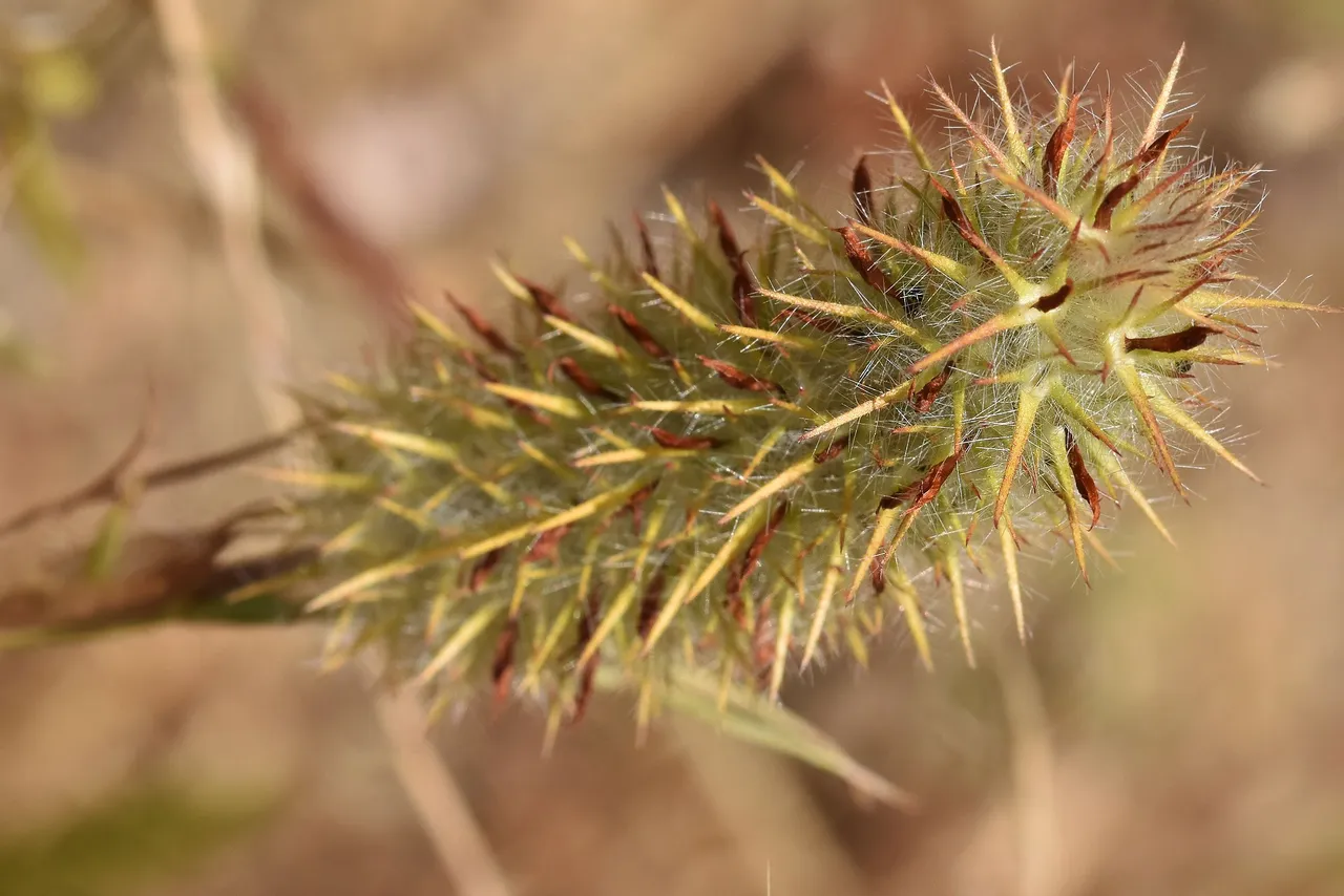 drystuff grass.jpg