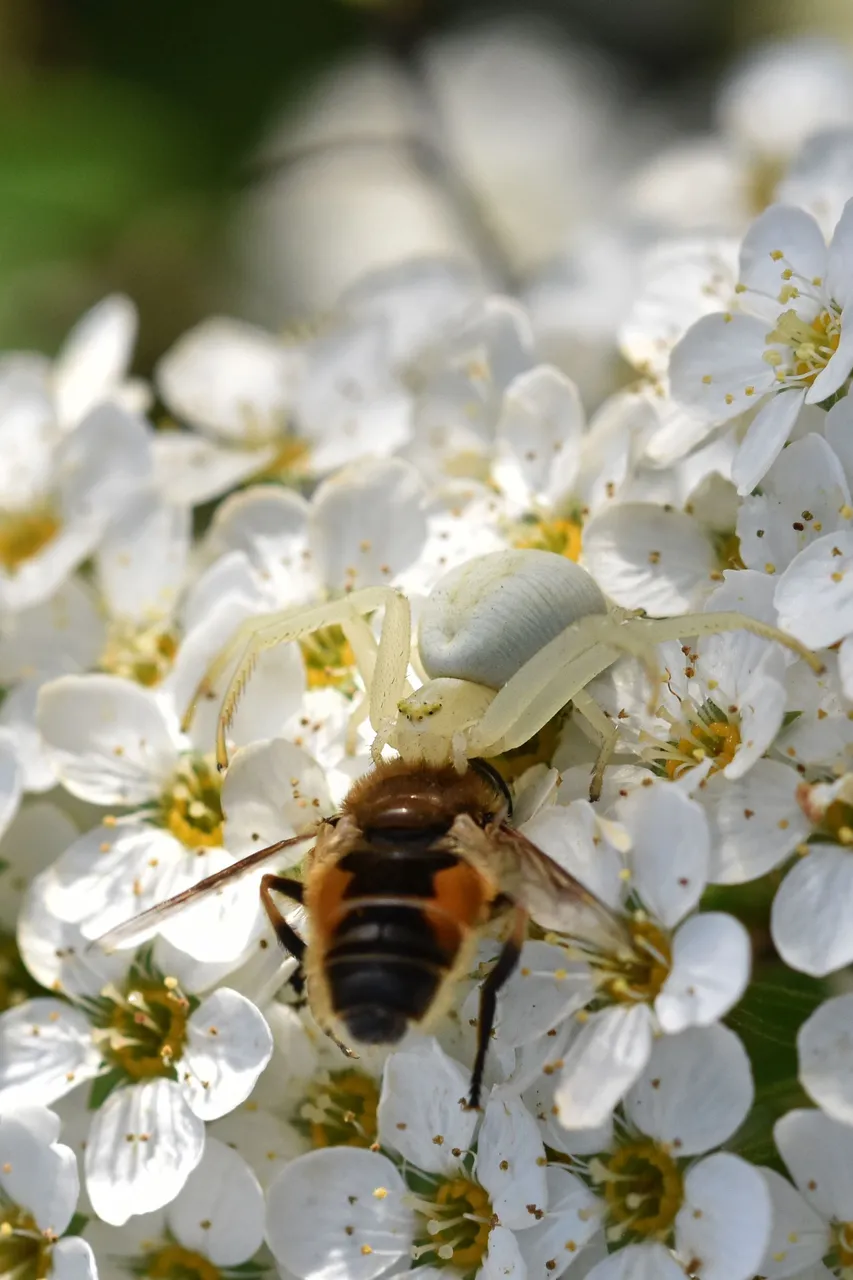 crab spider bee pl 5.jpg