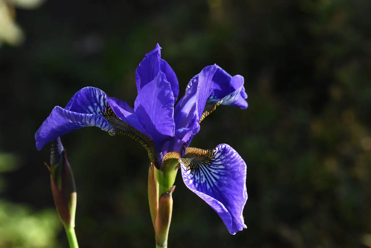 iris blue flower 3.jpg
