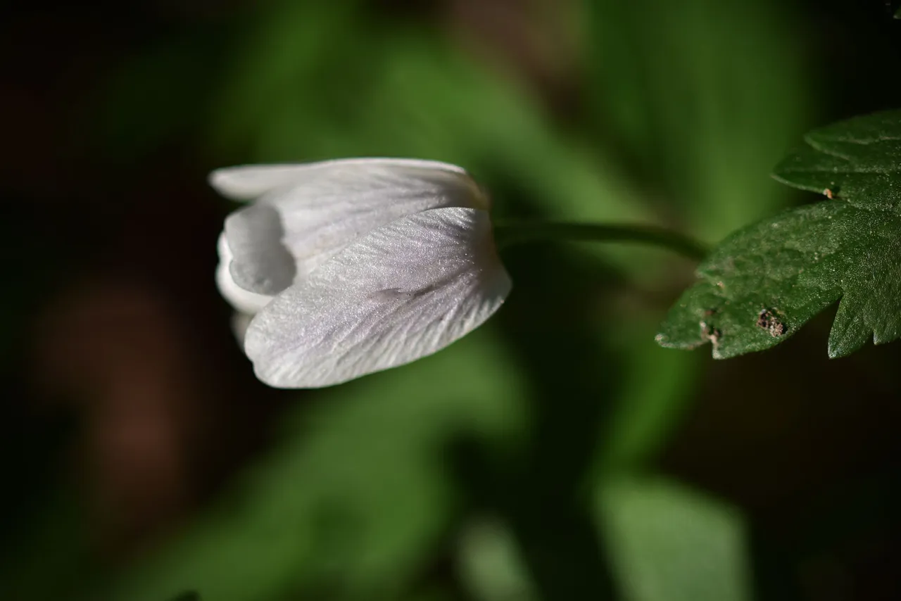 wood anemone pl 9.jpg