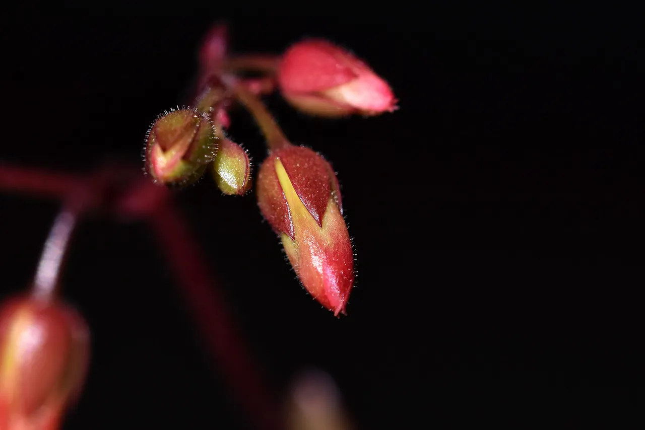 Kalanchoe manginii flowers 2022 3.jpg