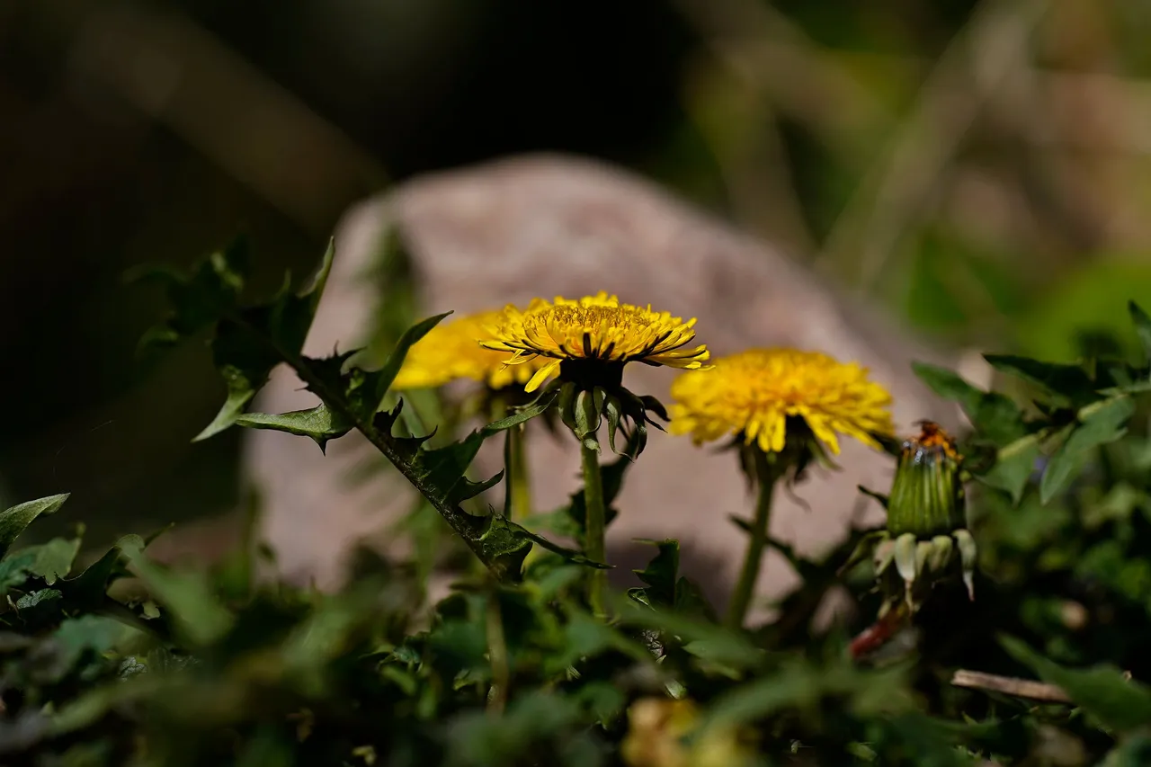 dandelion samyang 1.jpg