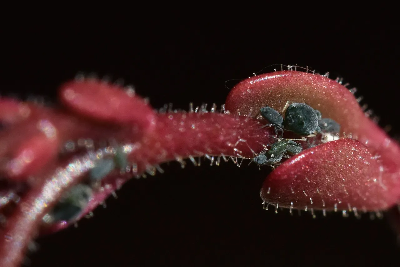 Kalanchoe manginii flowers 2022 aphids 1.jpg